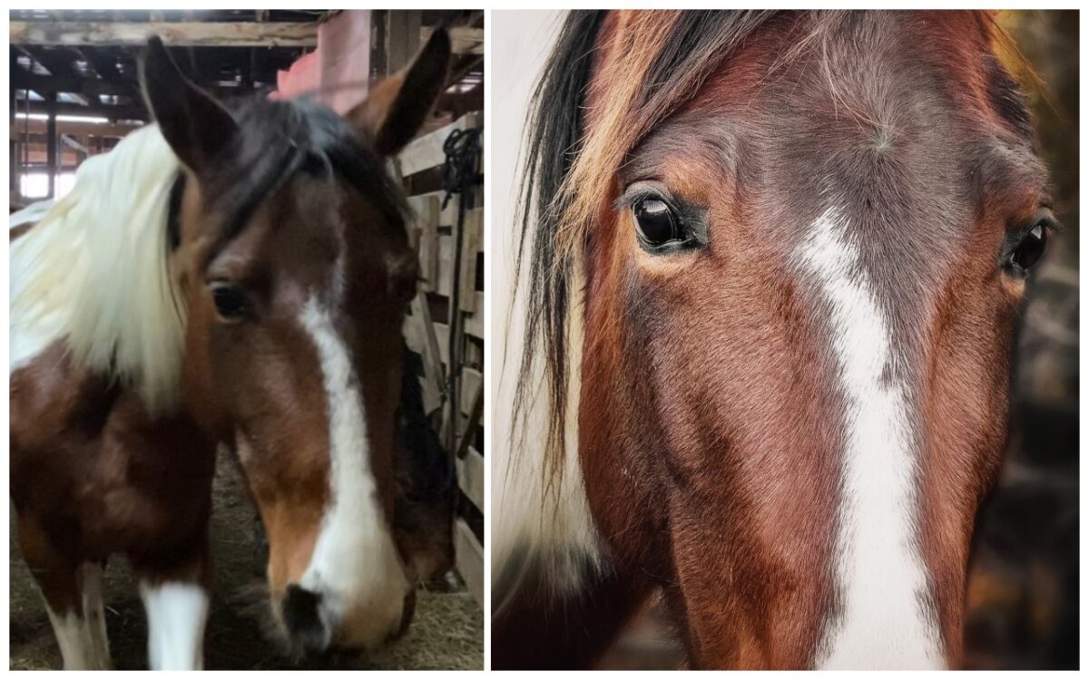 horse transformation