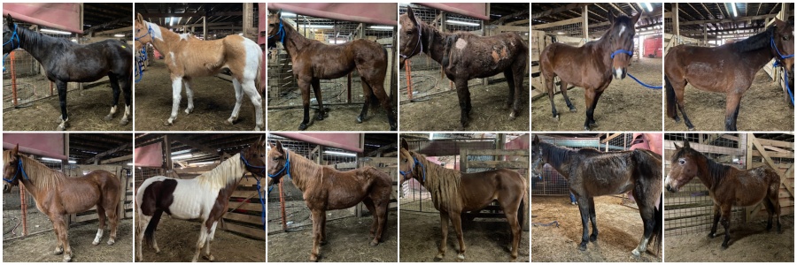horse rescue