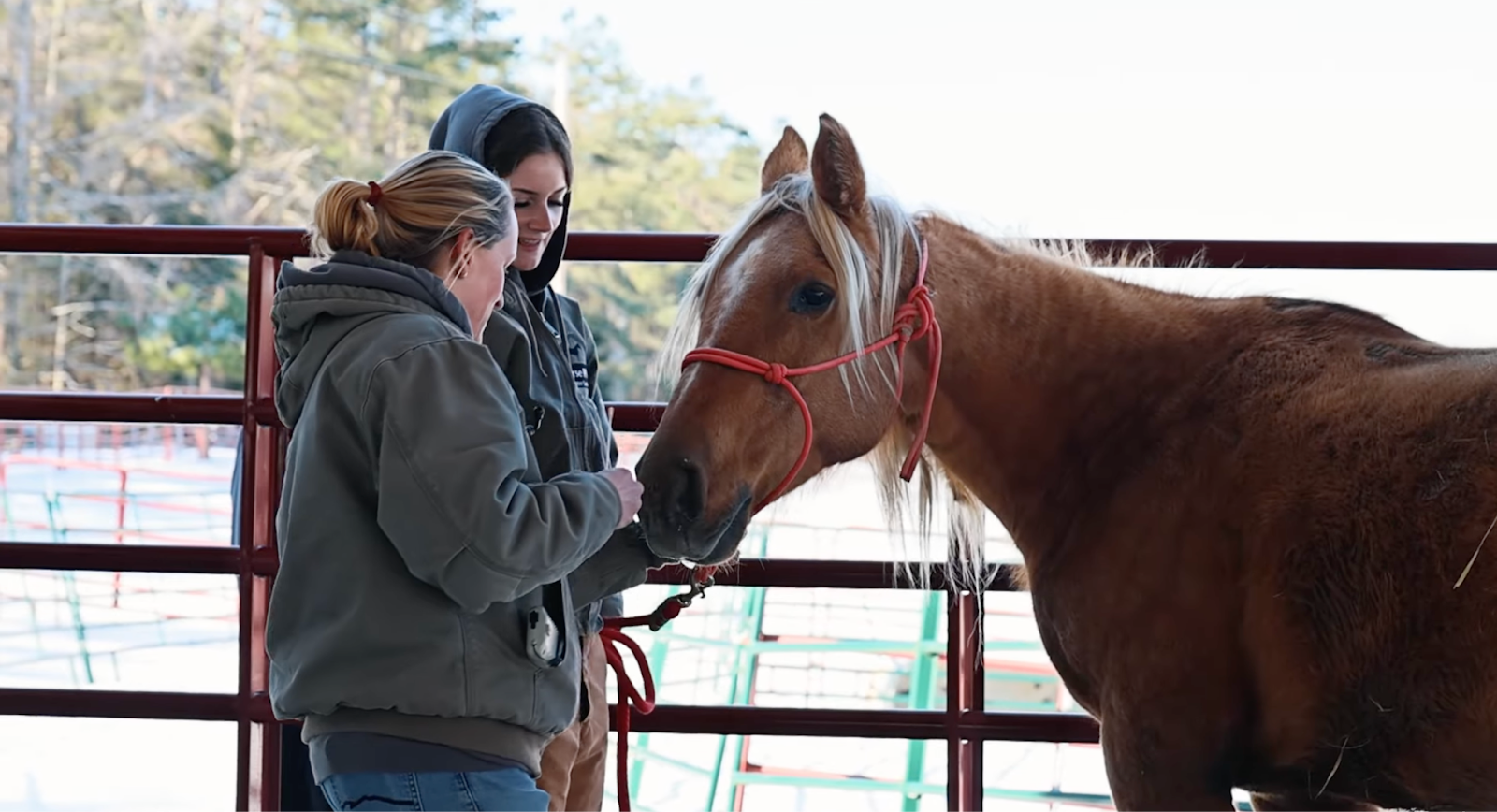 horse shelter