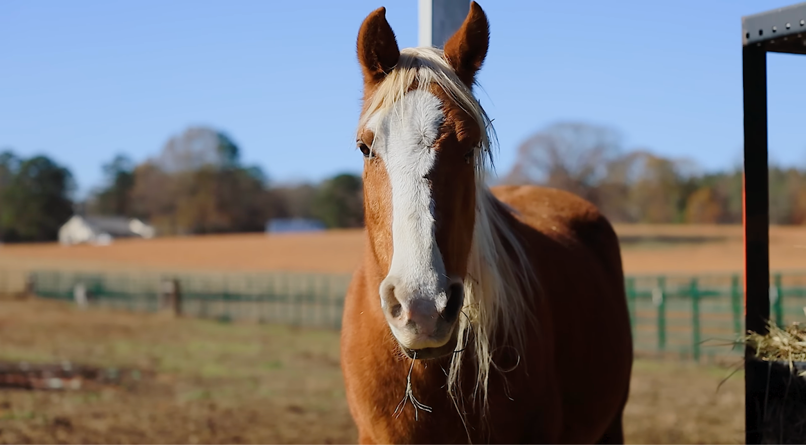 horse shelter