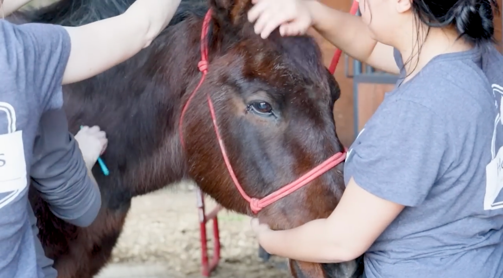 horse rescue