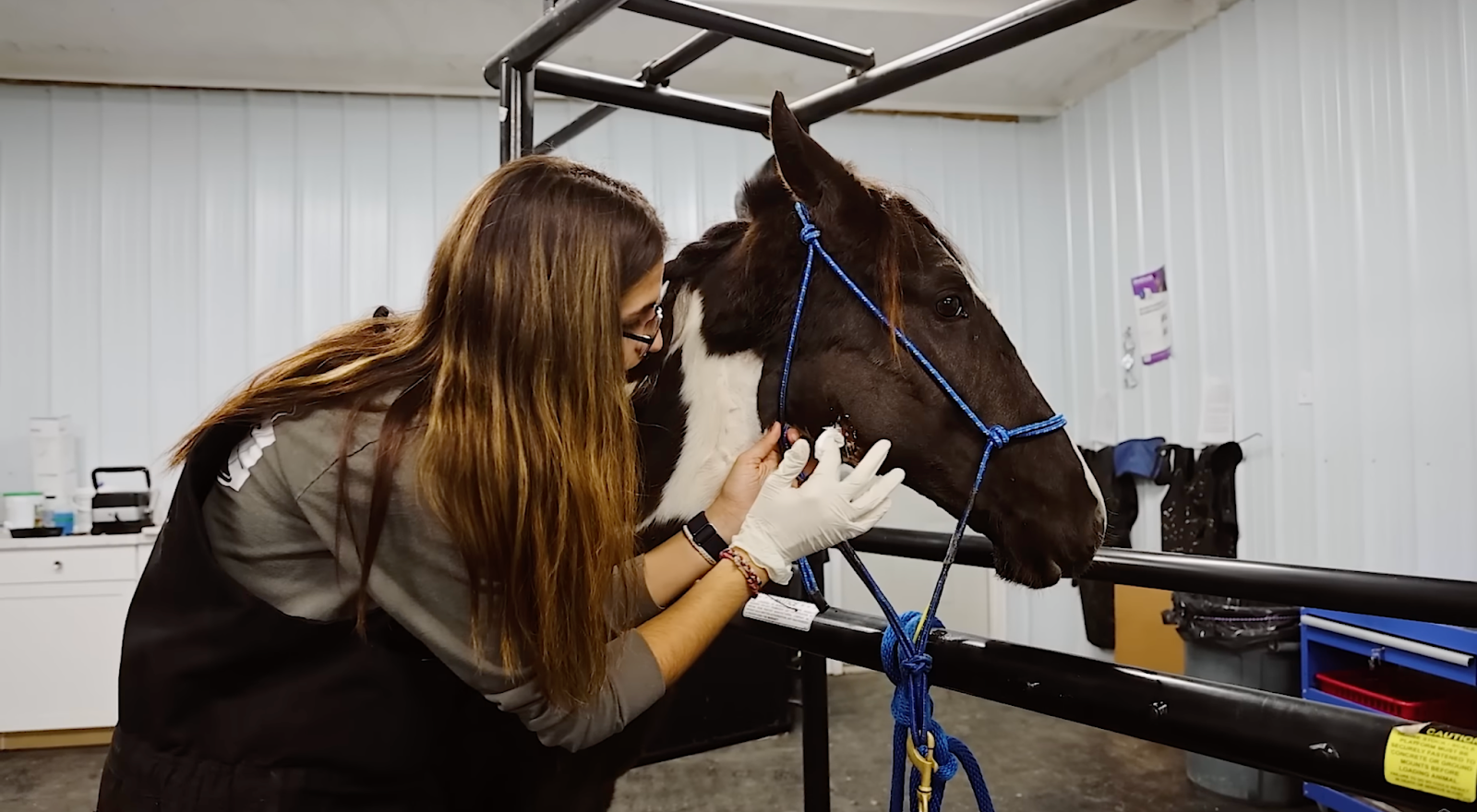 horse adoption
