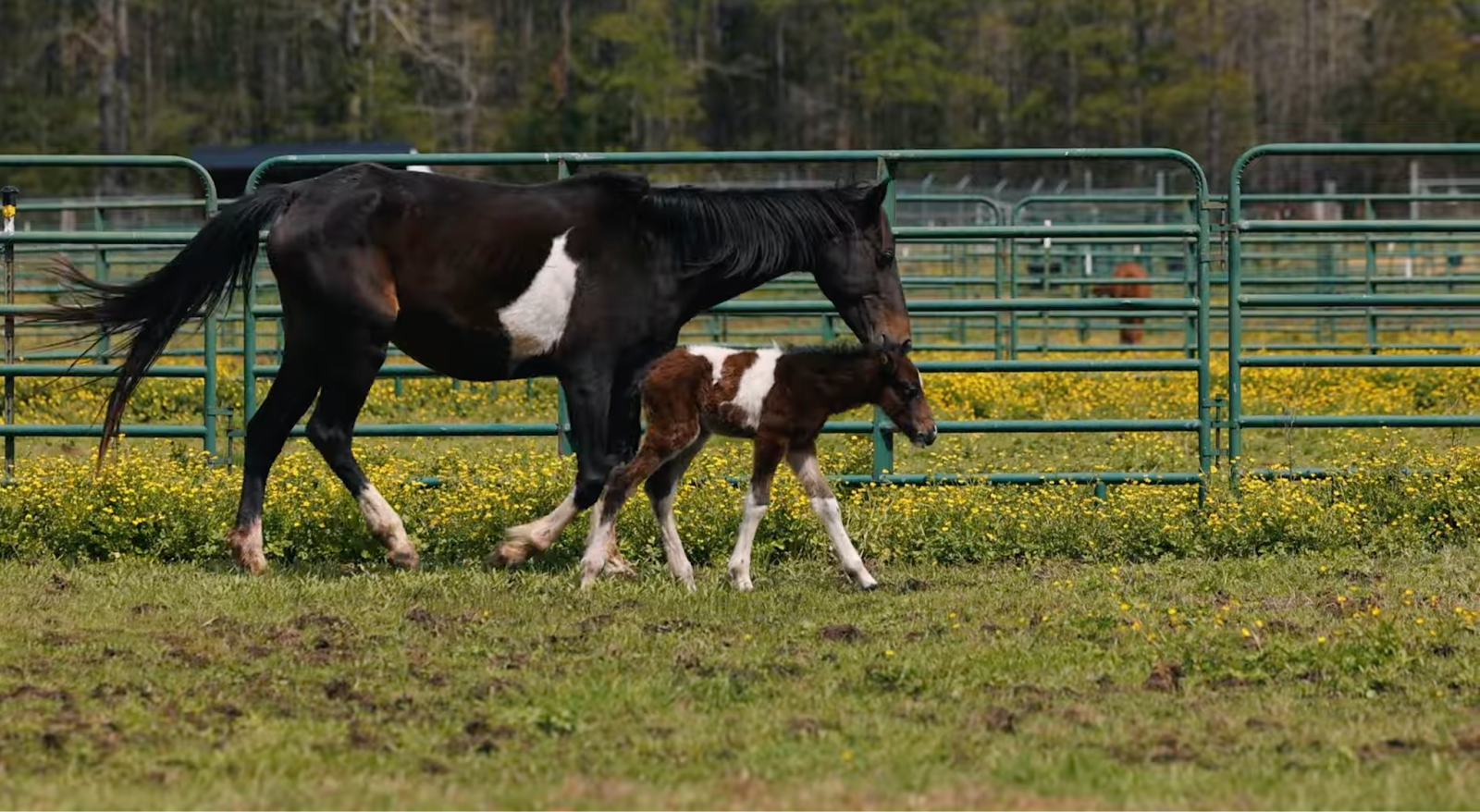horse shelter
