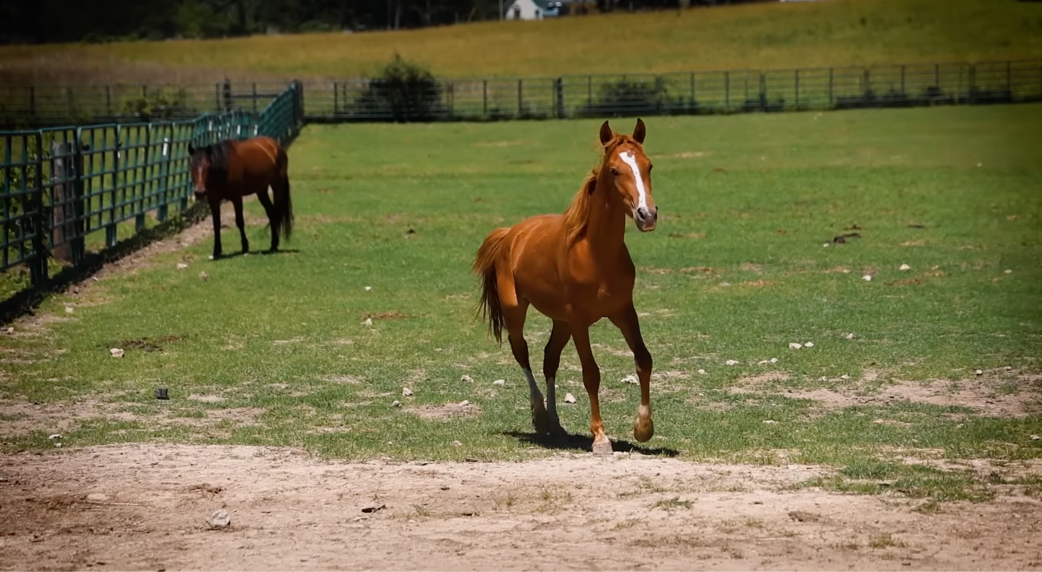 horse shelter