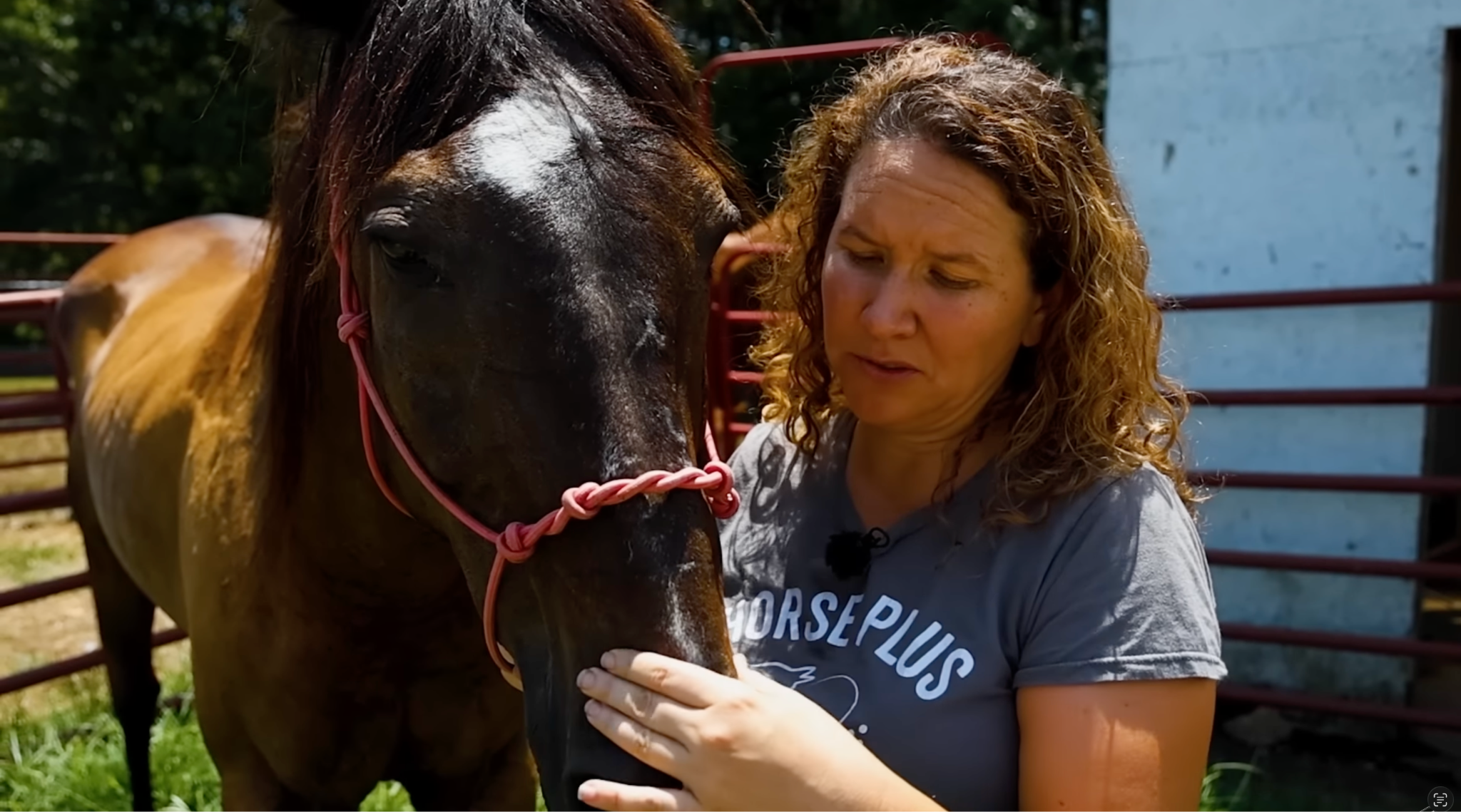 horse rescue