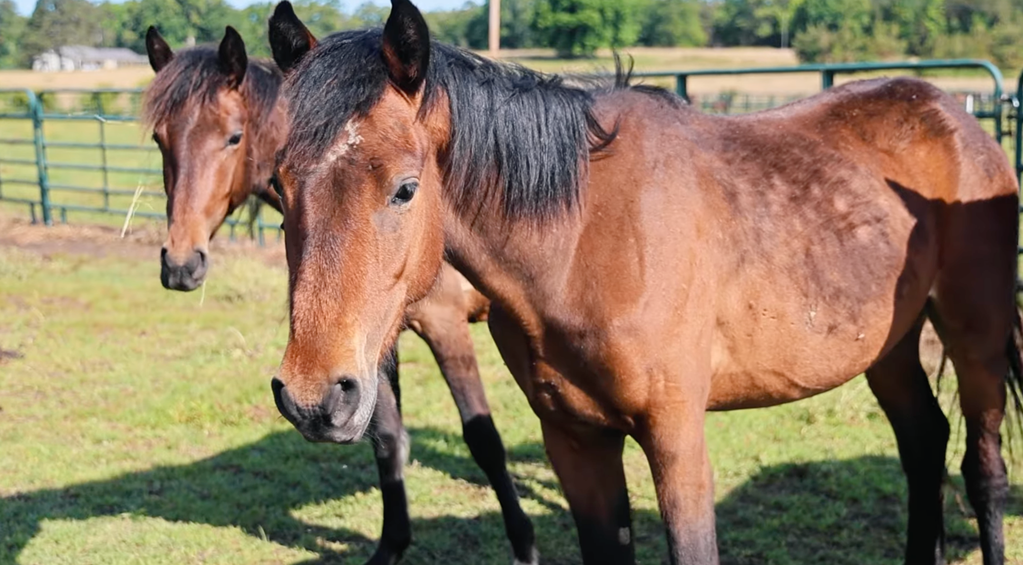 horse shelter