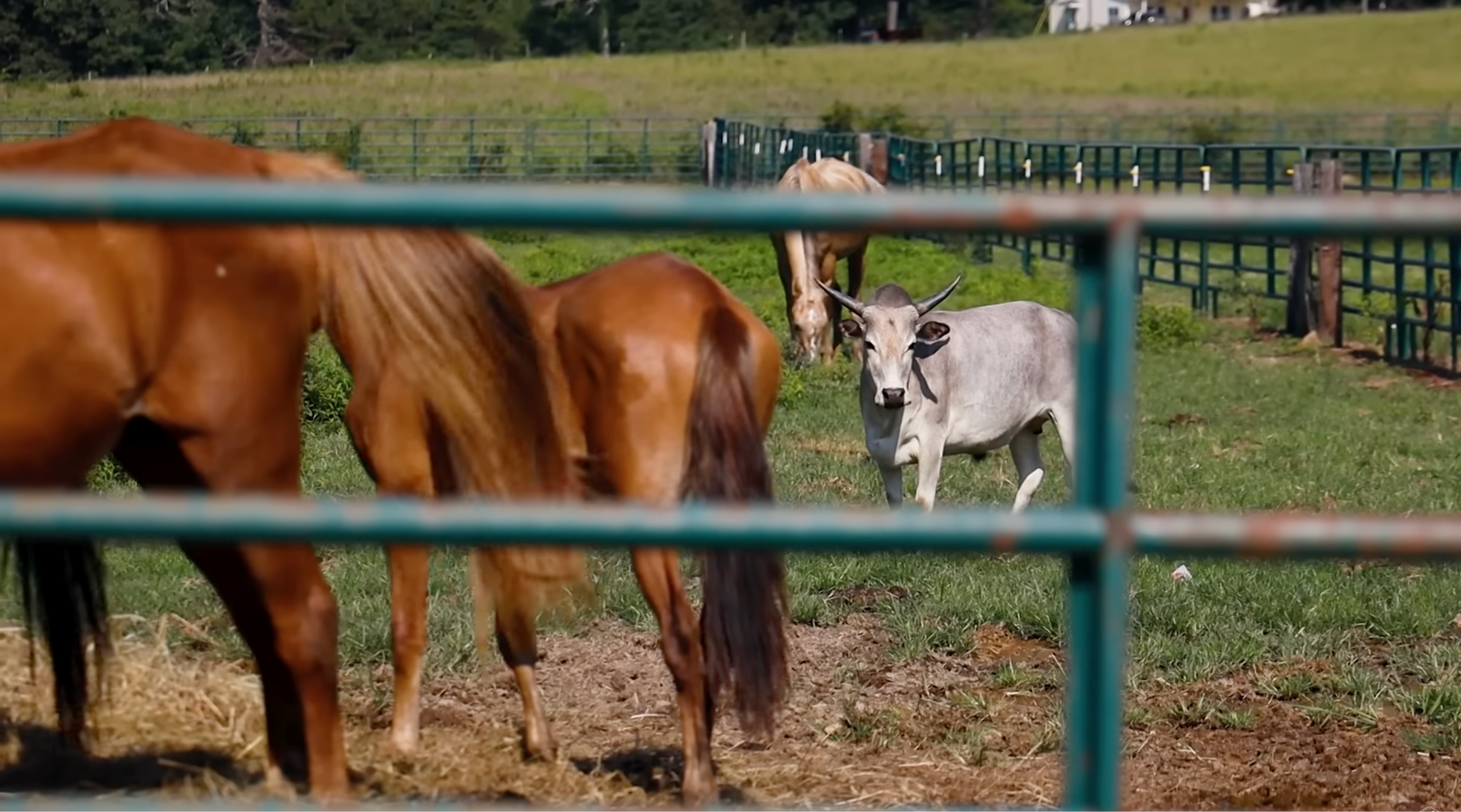 horse shelter
