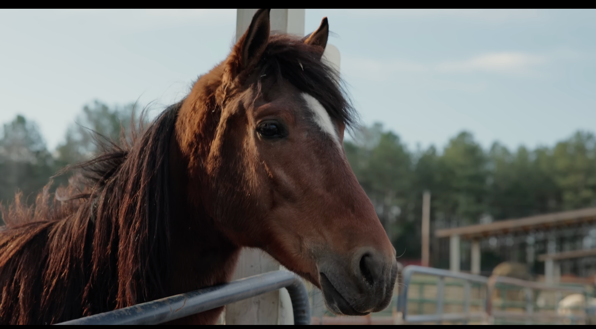 horse rescue