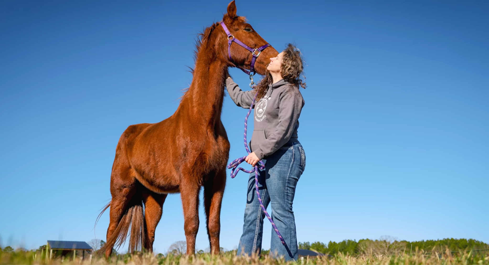 horse shelter