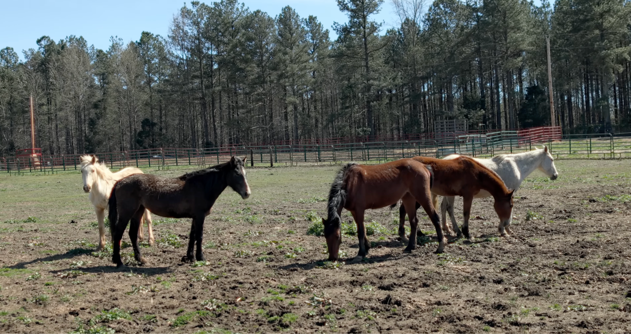 horse shelter