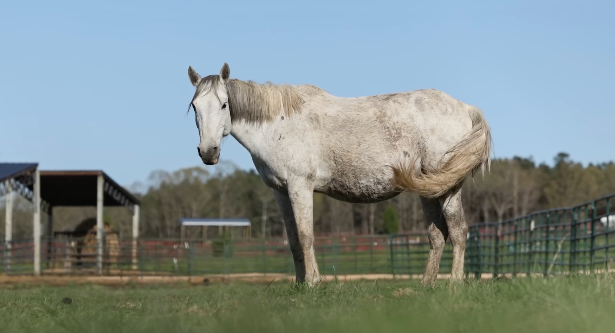 horse shelter