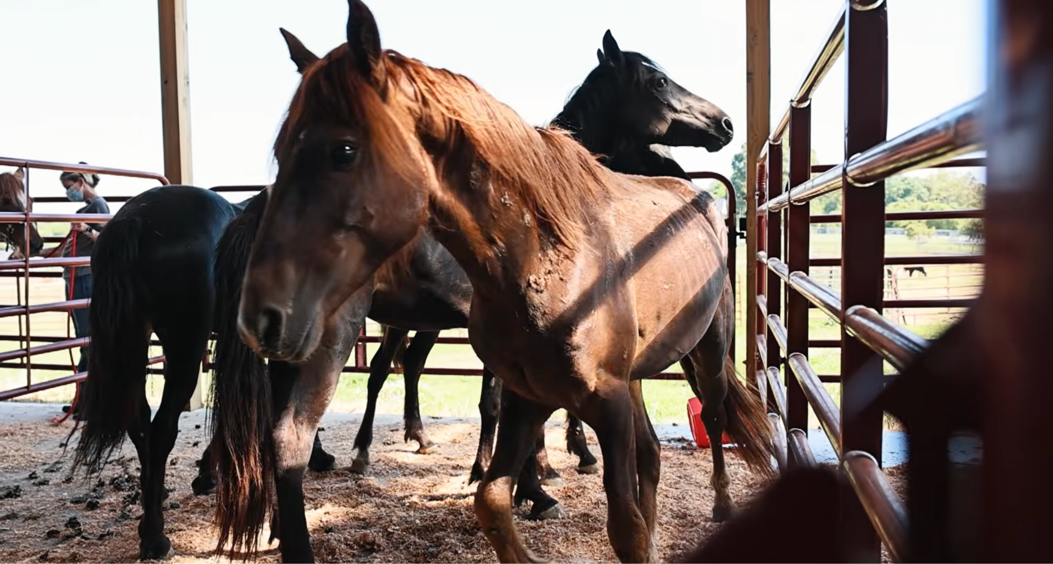 horse rescue