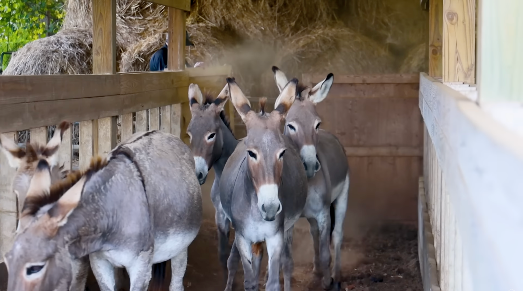 horse adoption