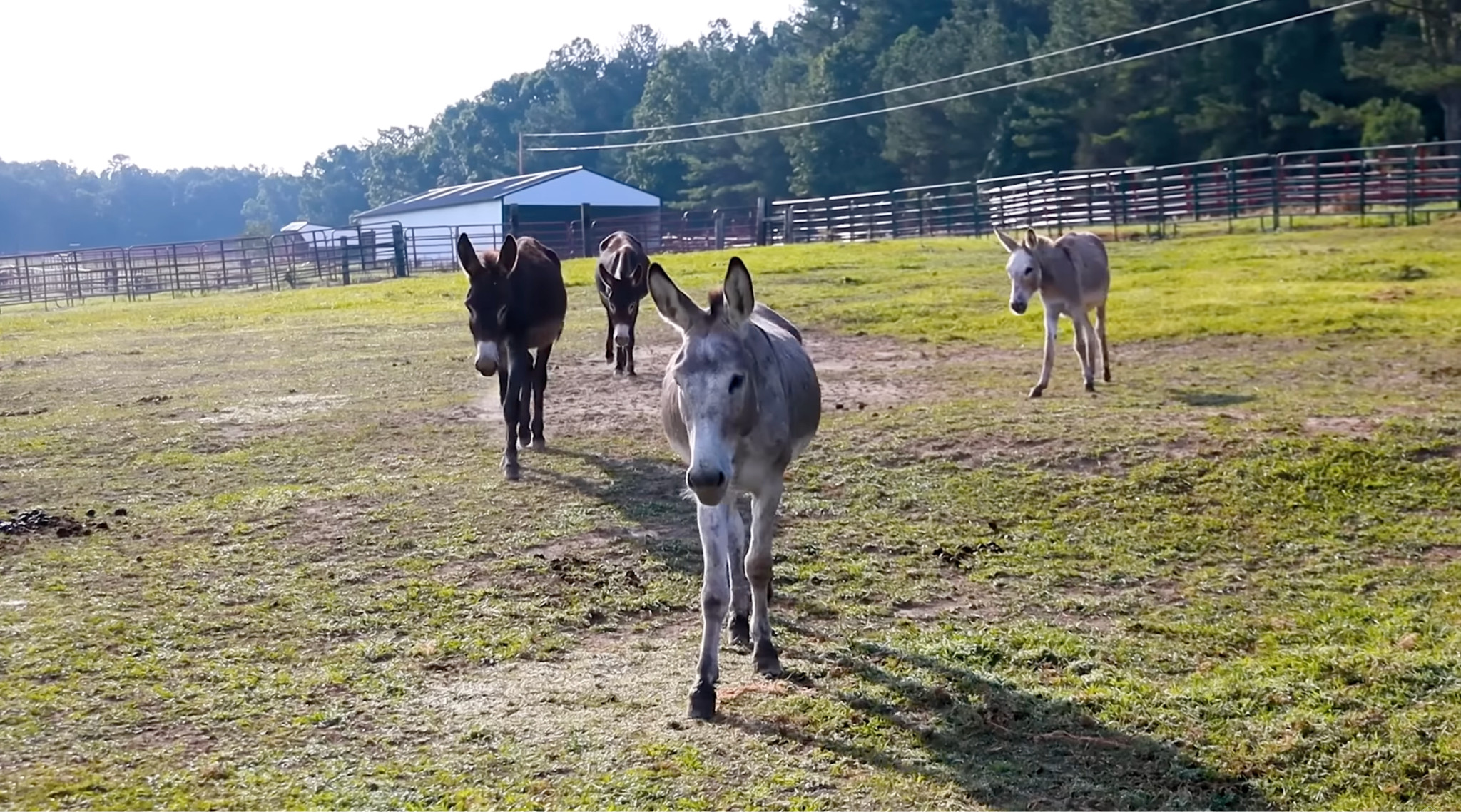 horse rescue