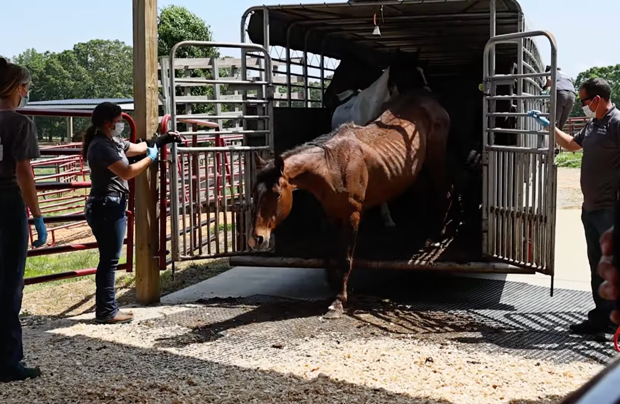 horse rescue