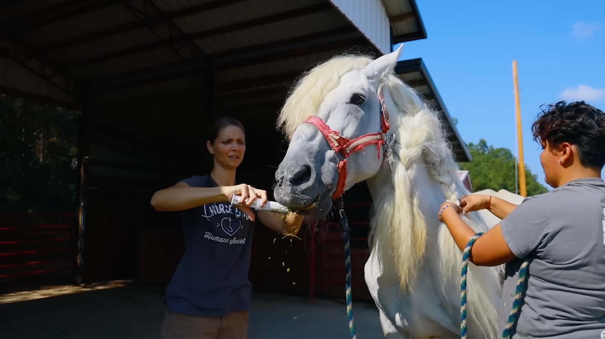 horse rescue