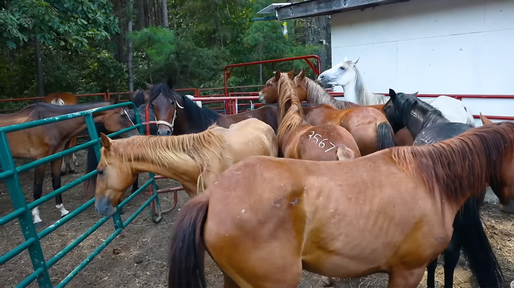 horse shelter