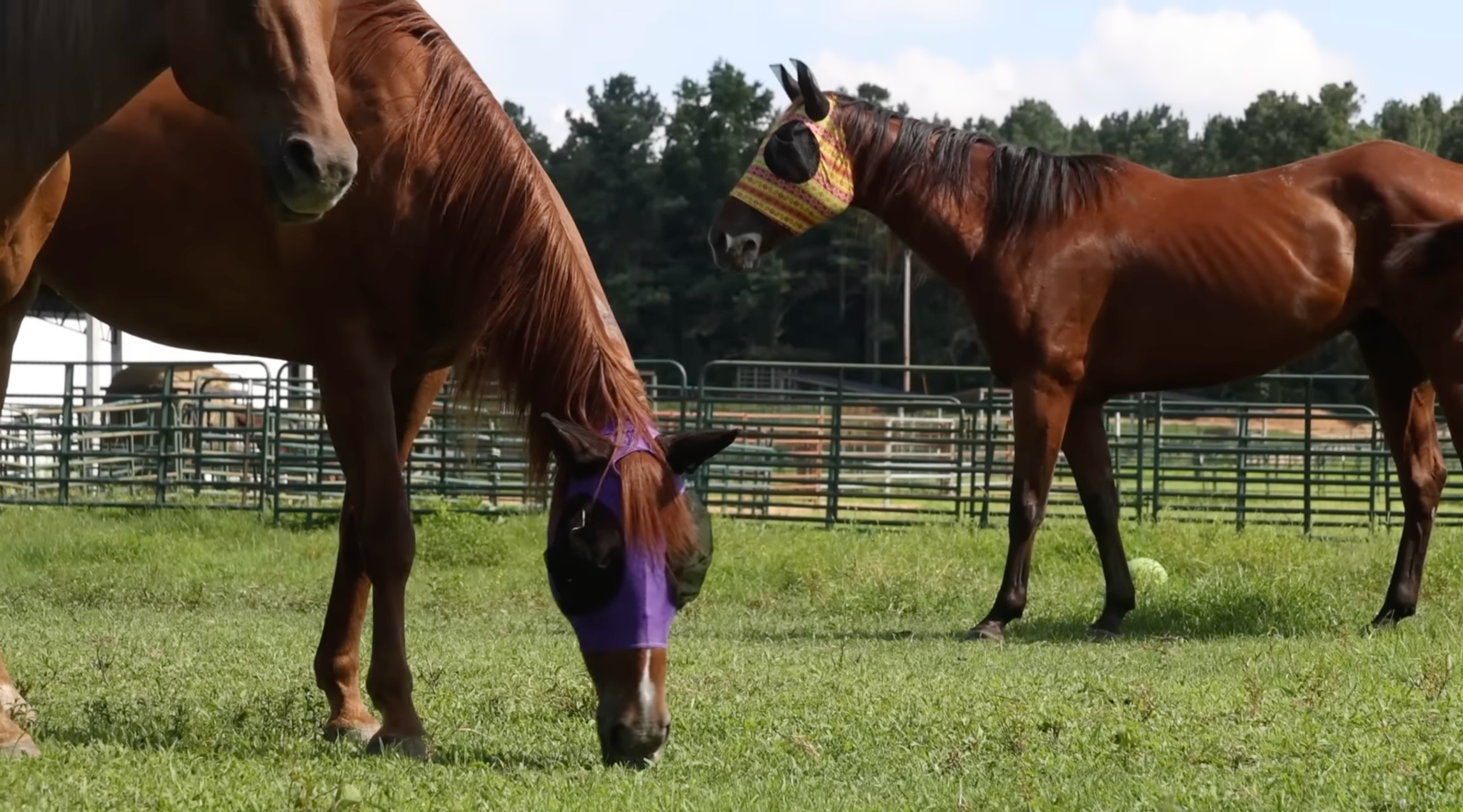 horse rescue