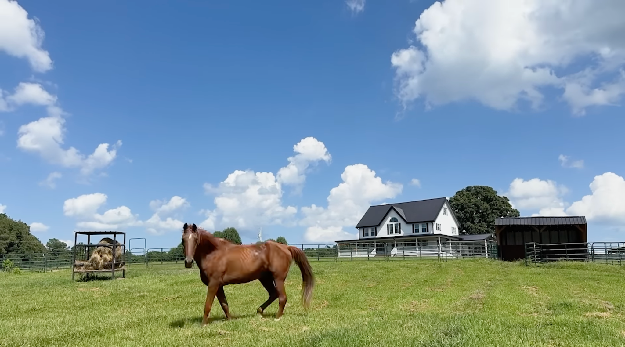 horse adoption