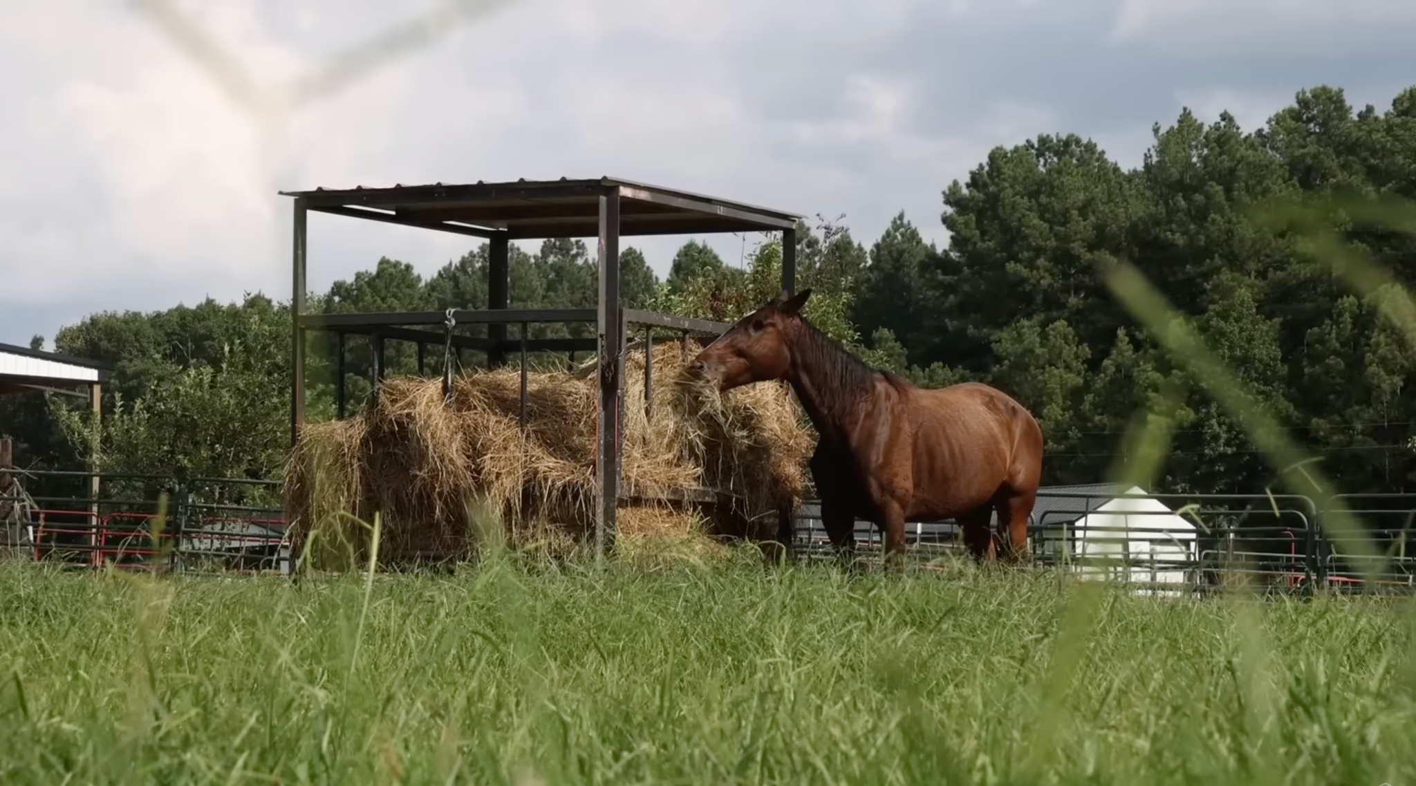 horse adoption