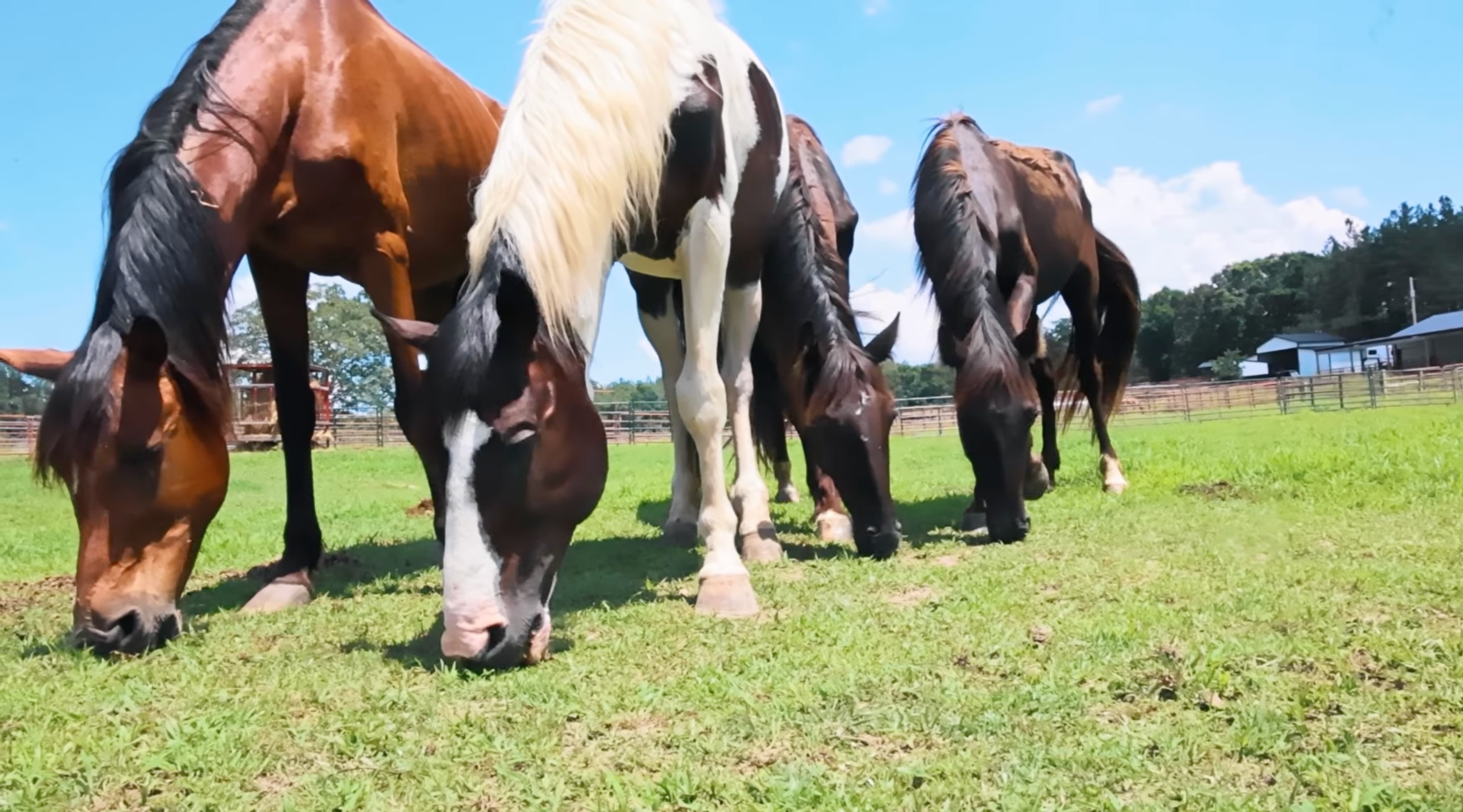 horse rescue