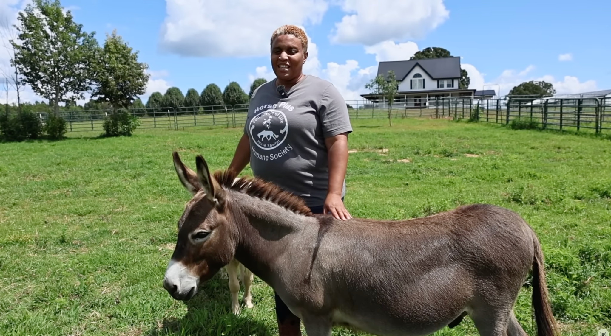 horse adoption
