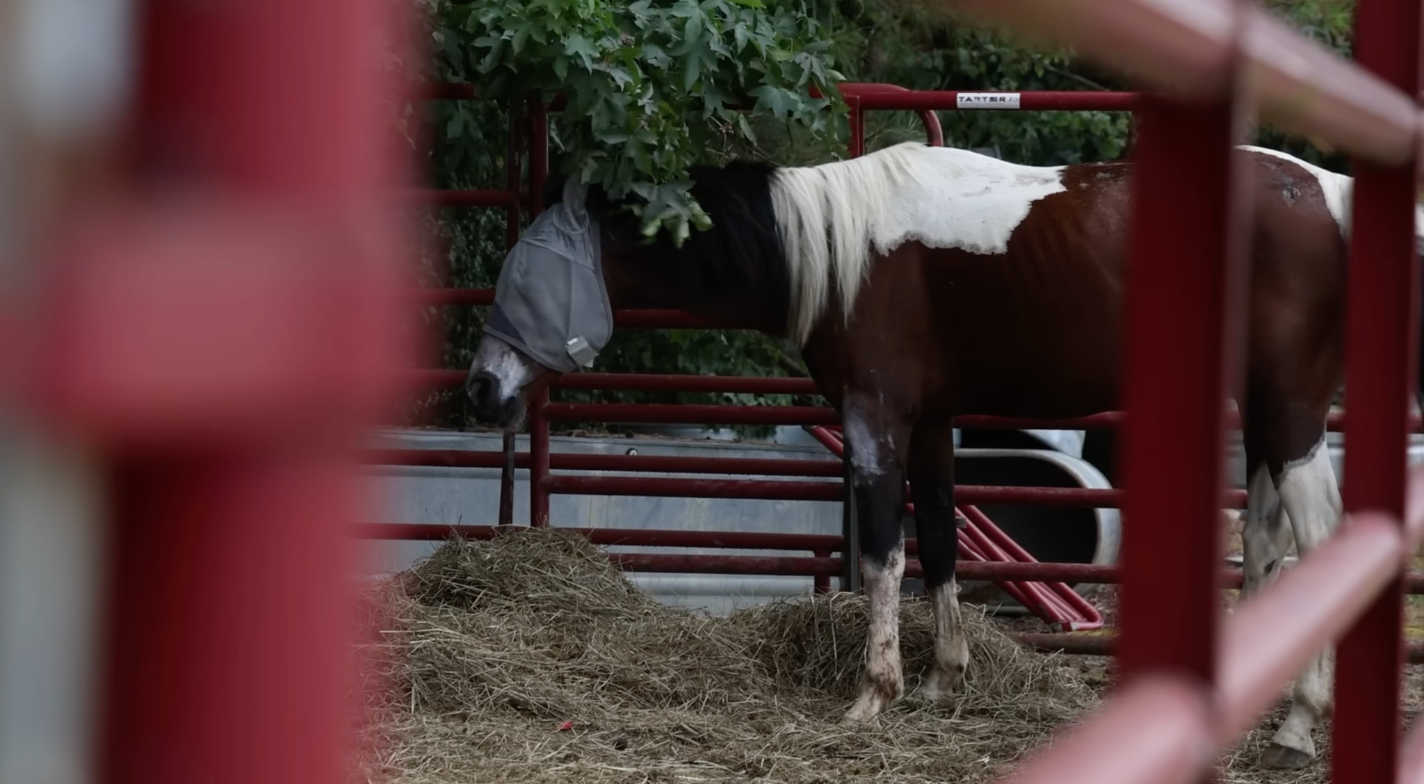 horse rescue