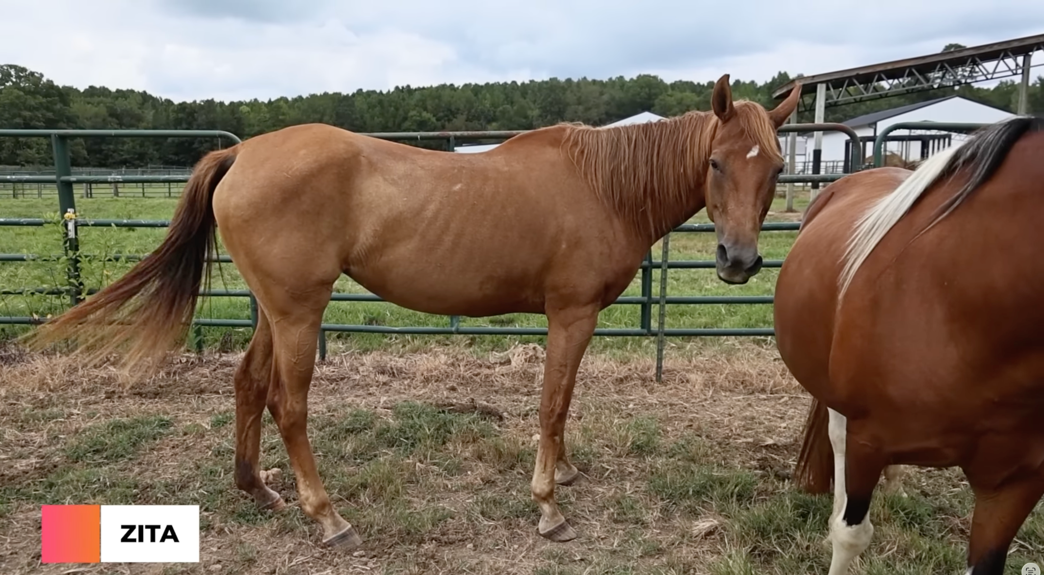 horse shelter