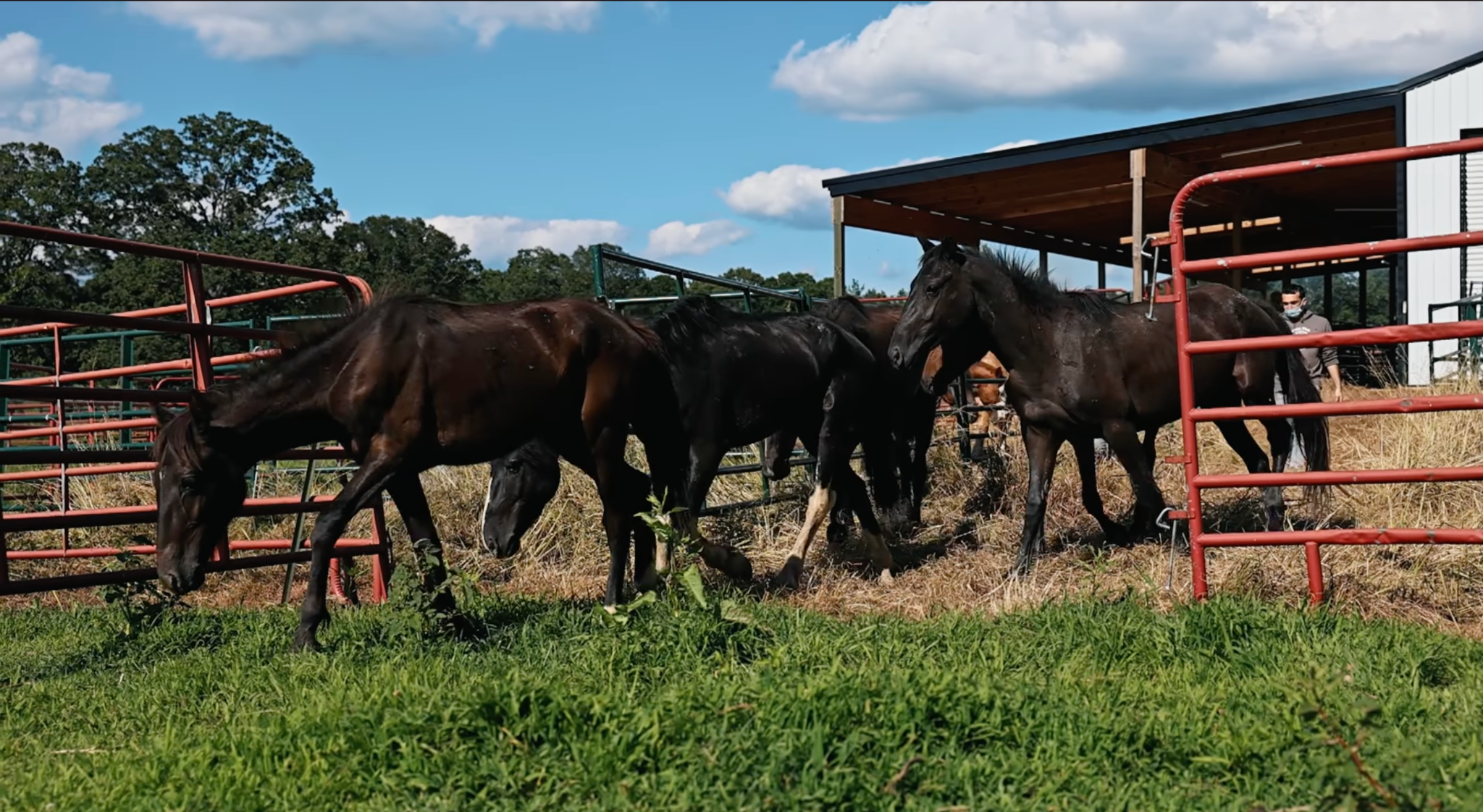 horse rescue
