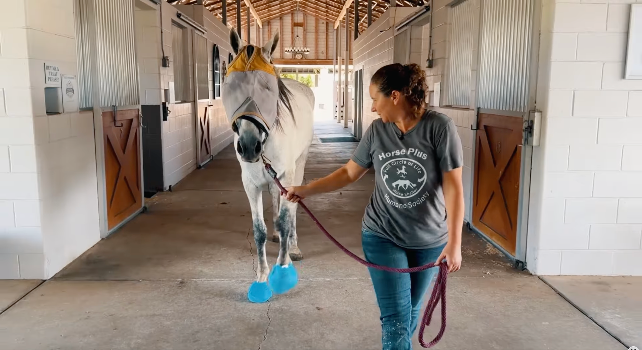 horse advocacy