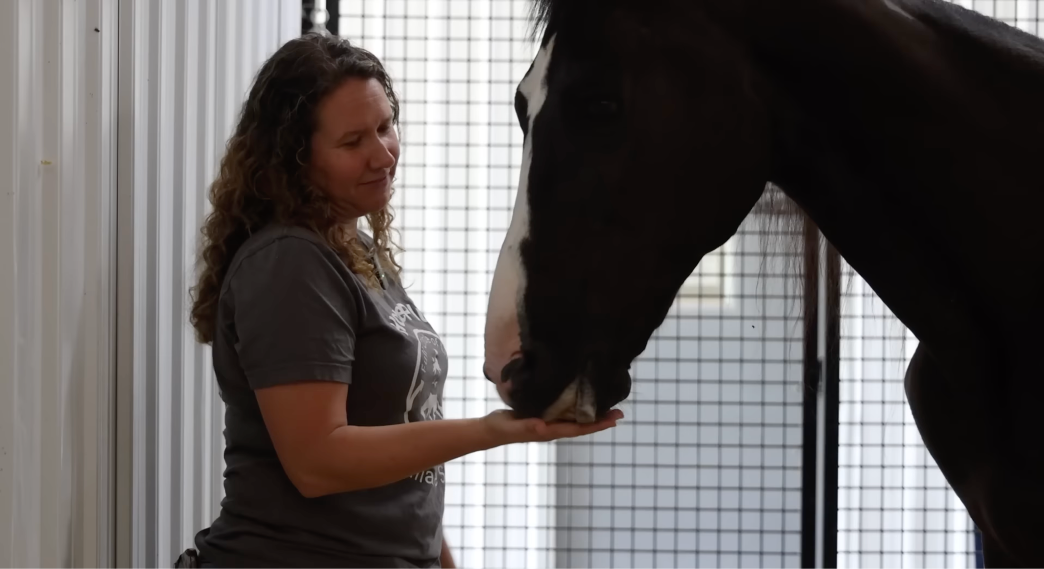 horse rescue