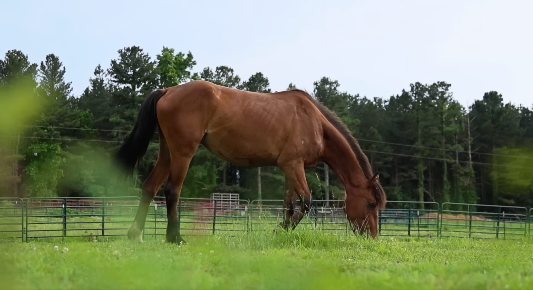 horse adoption