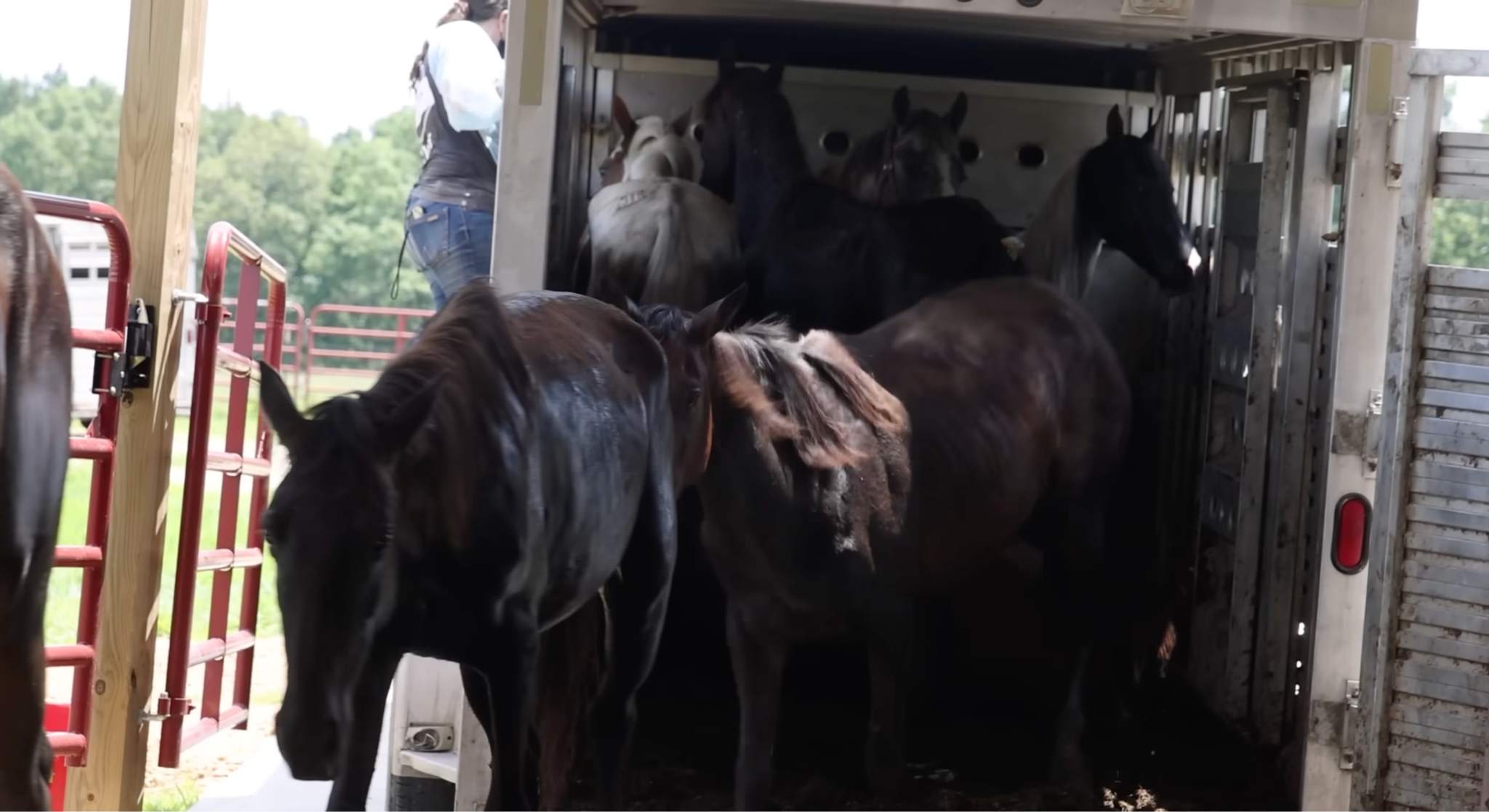 horse rescue