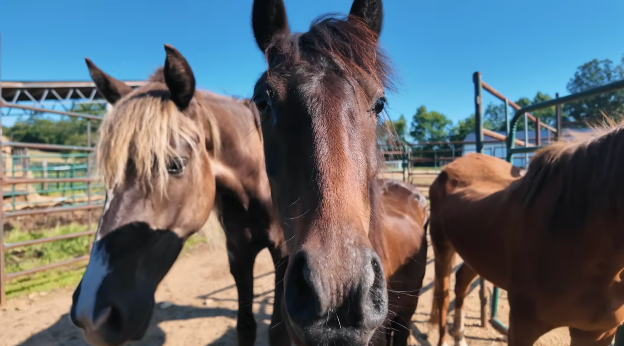horse rescue