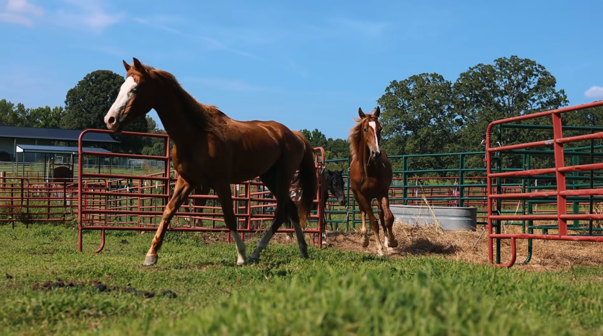 horse shelter